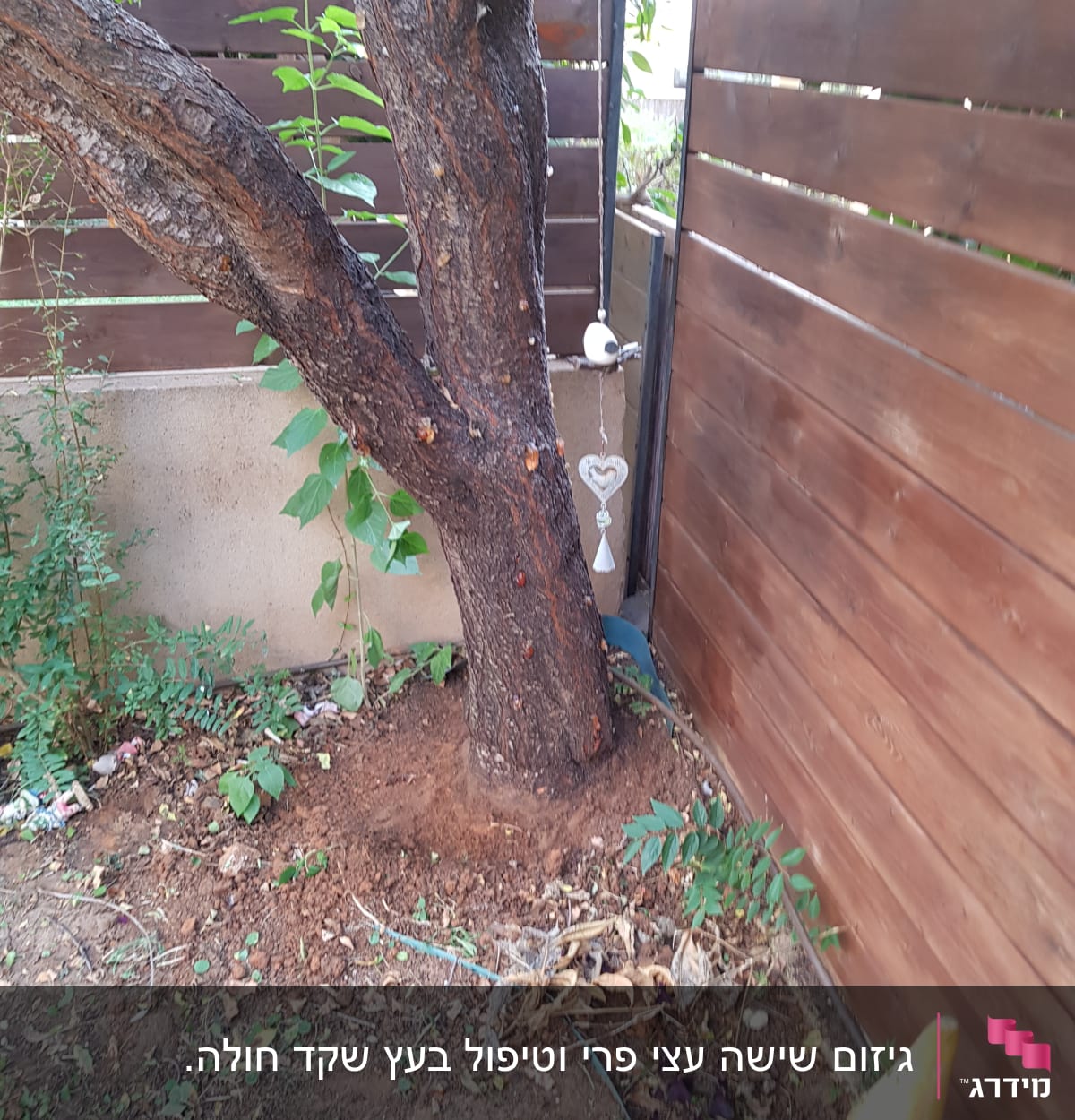 עץ עם ענפים גזומים ליד גדר עץ